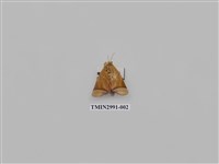 藏品(夜蛾478)的圖片